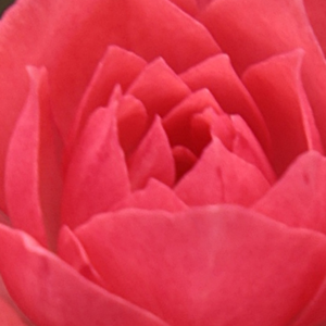 Szkółka róż - róże miniaturowe - różowy  - Rosa  Rennie's Pink - róża z dyskretnym zapachem - Bruce F. Rennie - Świetnie nadaje się do ozdoby, wypełnia powierzchnię będącą do dyspozycji, ciągle kwitnie.